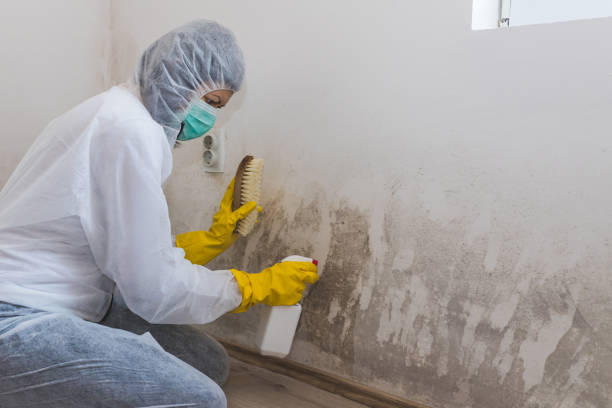 Why You Should Choose Our Mold Remediation Services in Chandler, OK